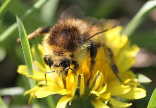 Bombus humilis humilis